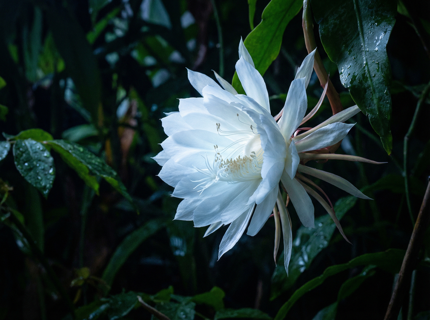 蜜桃传媒植物短视频